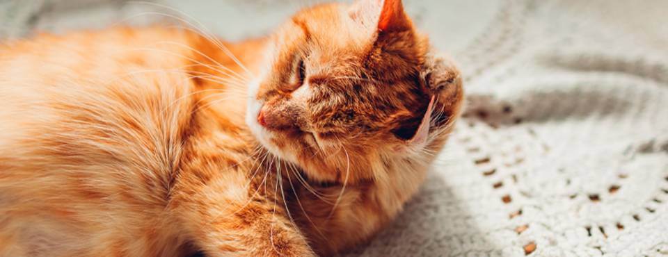Your itchy, scratchy cat – all about cat skin problems 
