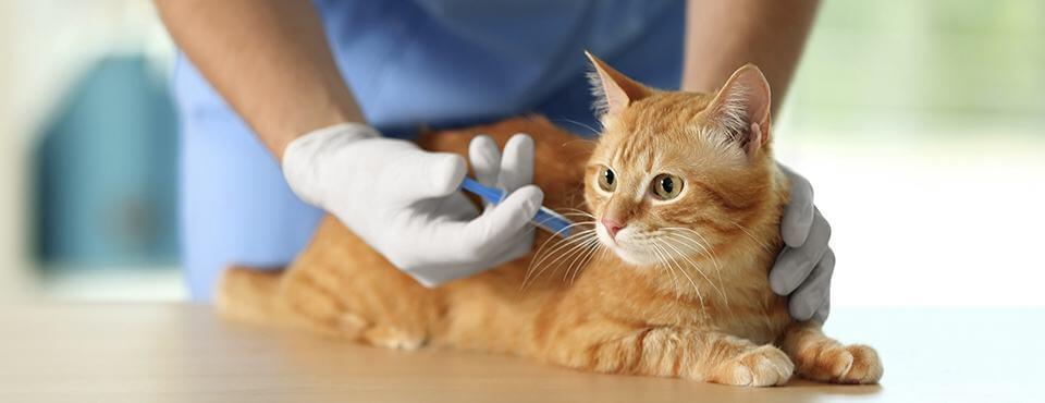 Everything you need to know about cat vaccinations