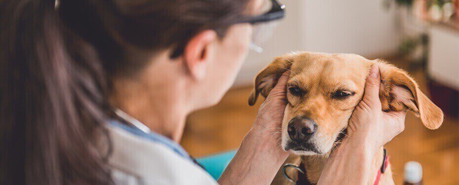 Canine otitis: what is it and how is it treated?