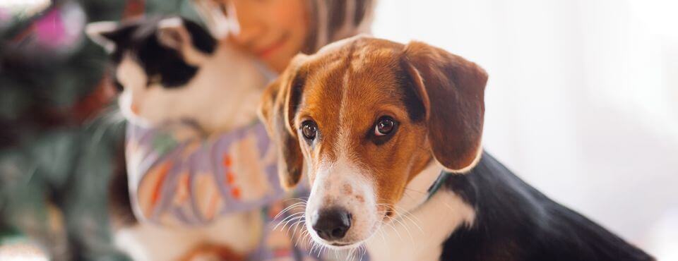 Fears and phobias in your furry friends