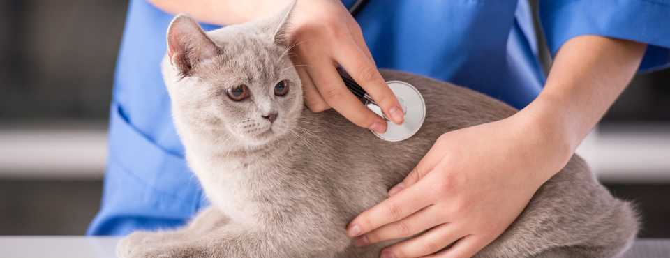 Know before you go – successful vet visits for you and your cat 