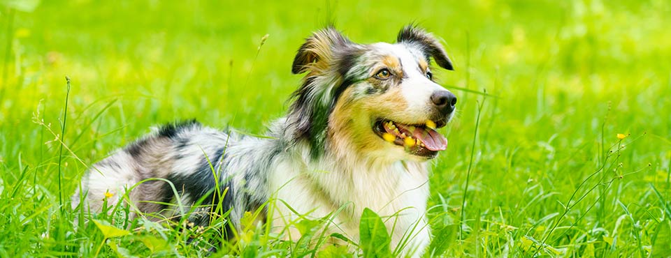 Why flea prevention matters inside and out?