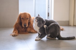 Pet care advice and top tips from MyPet to your pet