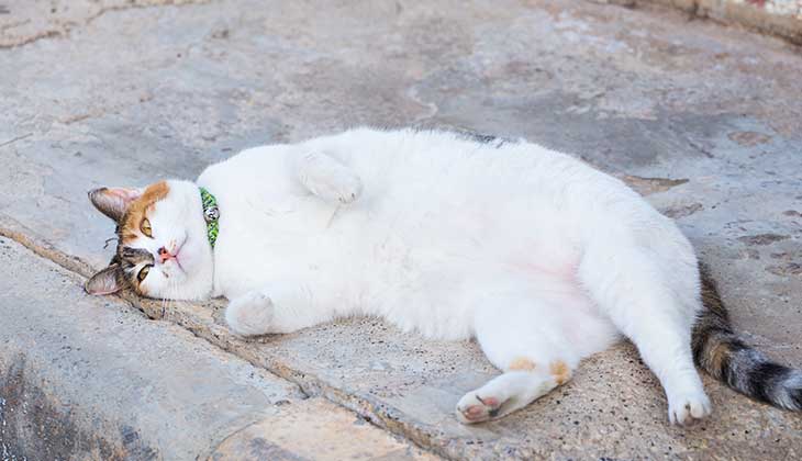 white diabetic cat