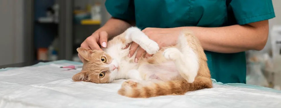 The importance of vaccinations for your pet