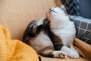 A gray cat scratches itself with a paw while sitting on a armchair.