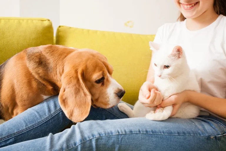 How do external parasites threaten our pet’s health?  