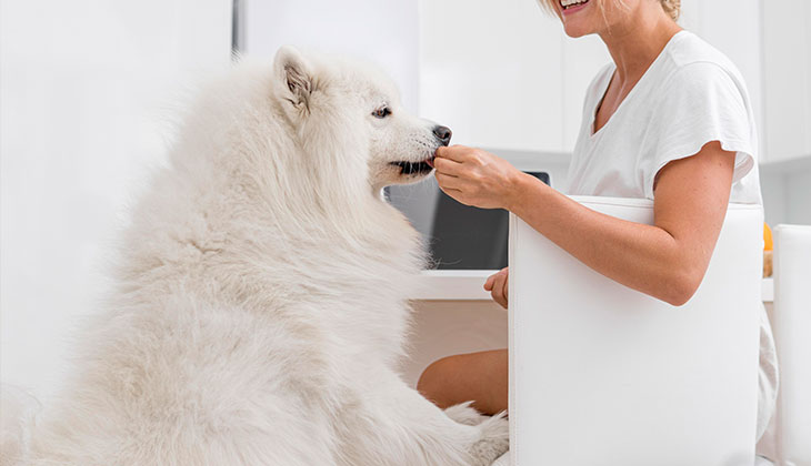 Diabetes medicine for dogs