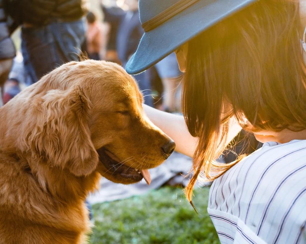 Dog heat exhaustion