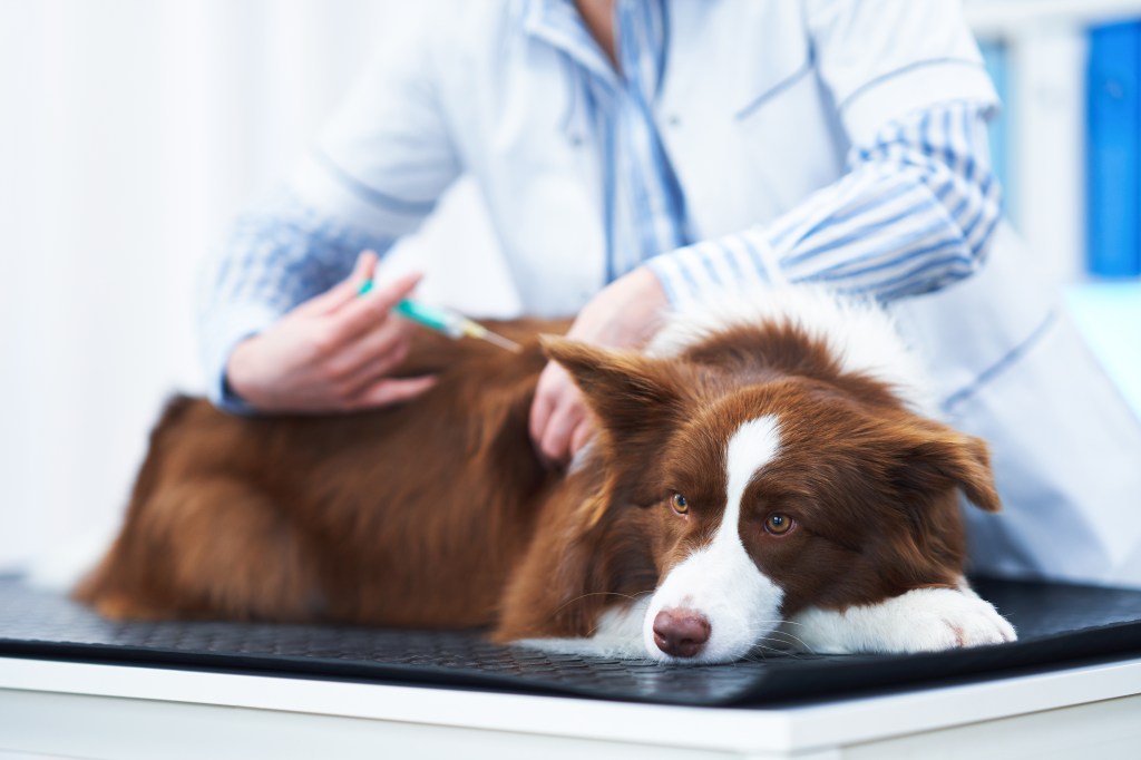 Brown Border Collie dog during visit in vet