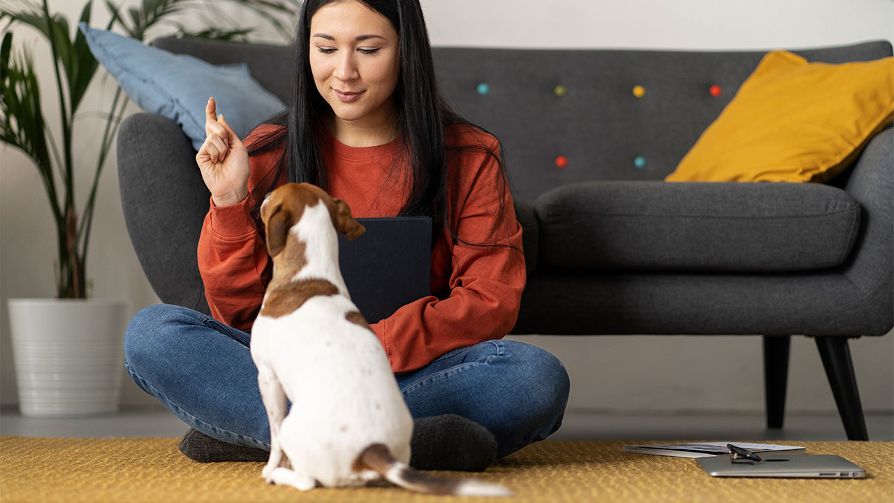 Pet Training: Train Your Pet the Right Way