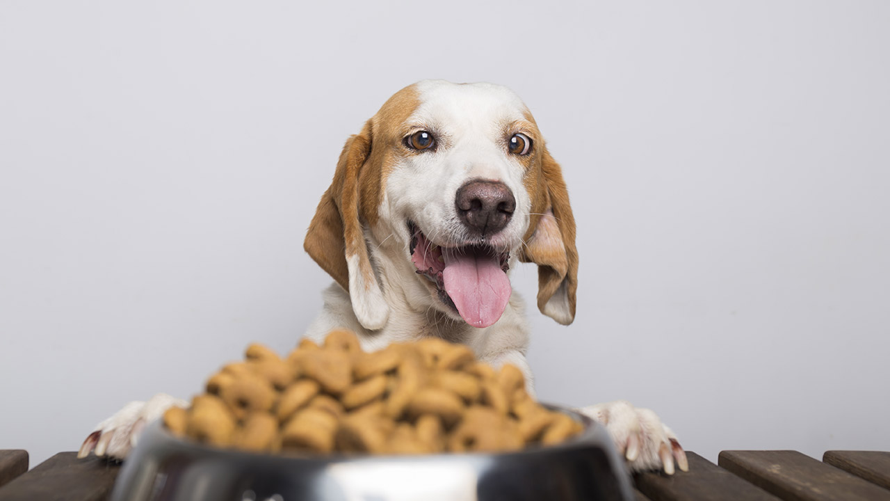Feed Your Pet Right: Pet Diet Tips