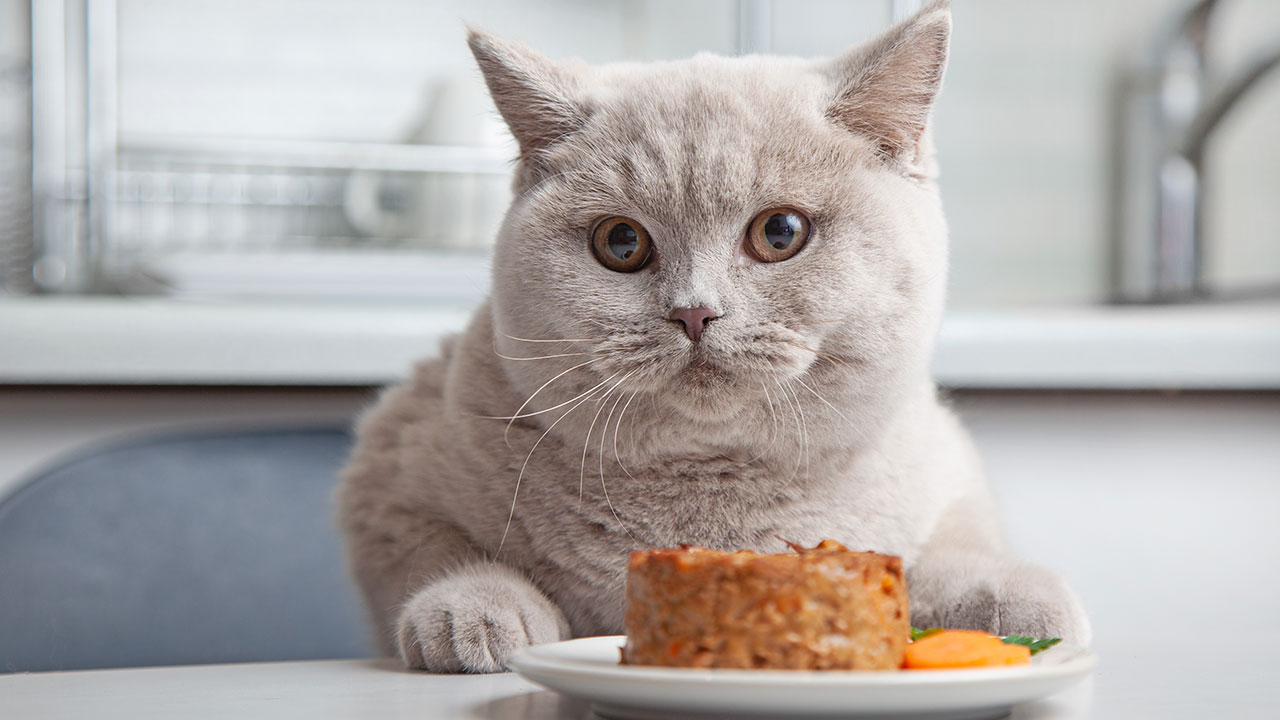 Healthy and Delicious Recipes for Pets