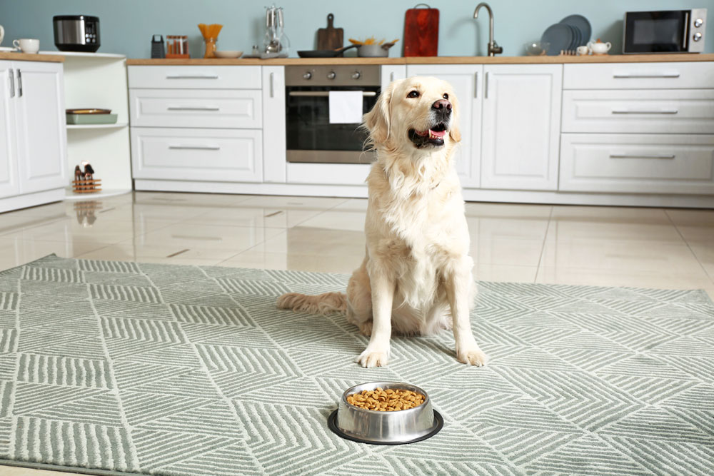 Pet Weight Management, Keep Your Pet Healthy