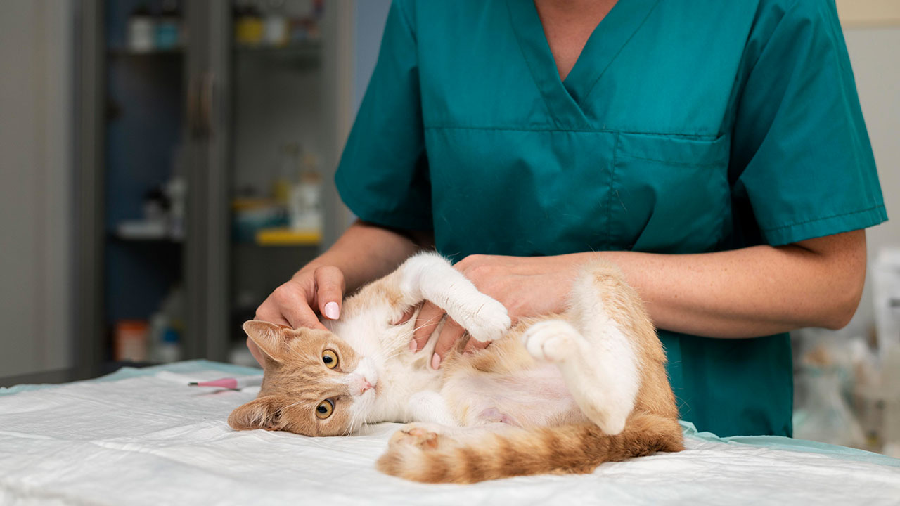 Pros and Cons of Neutering Pets