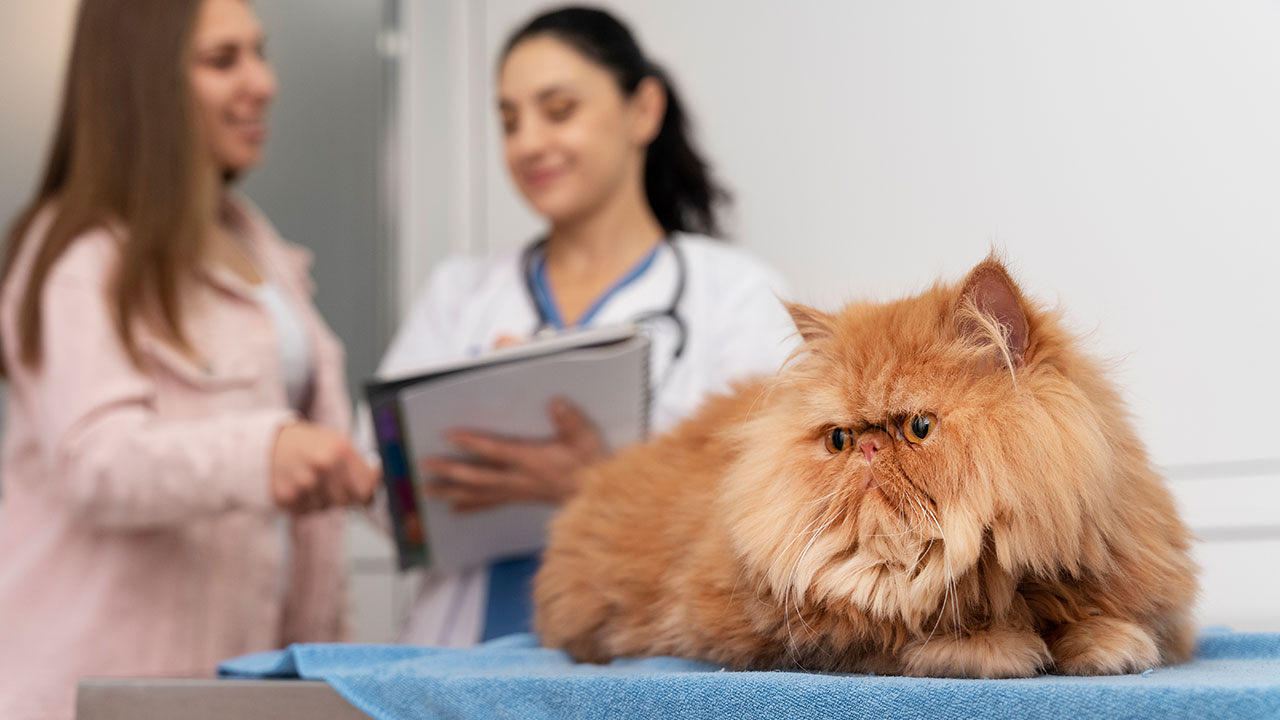 Vet Visits for Your Pet