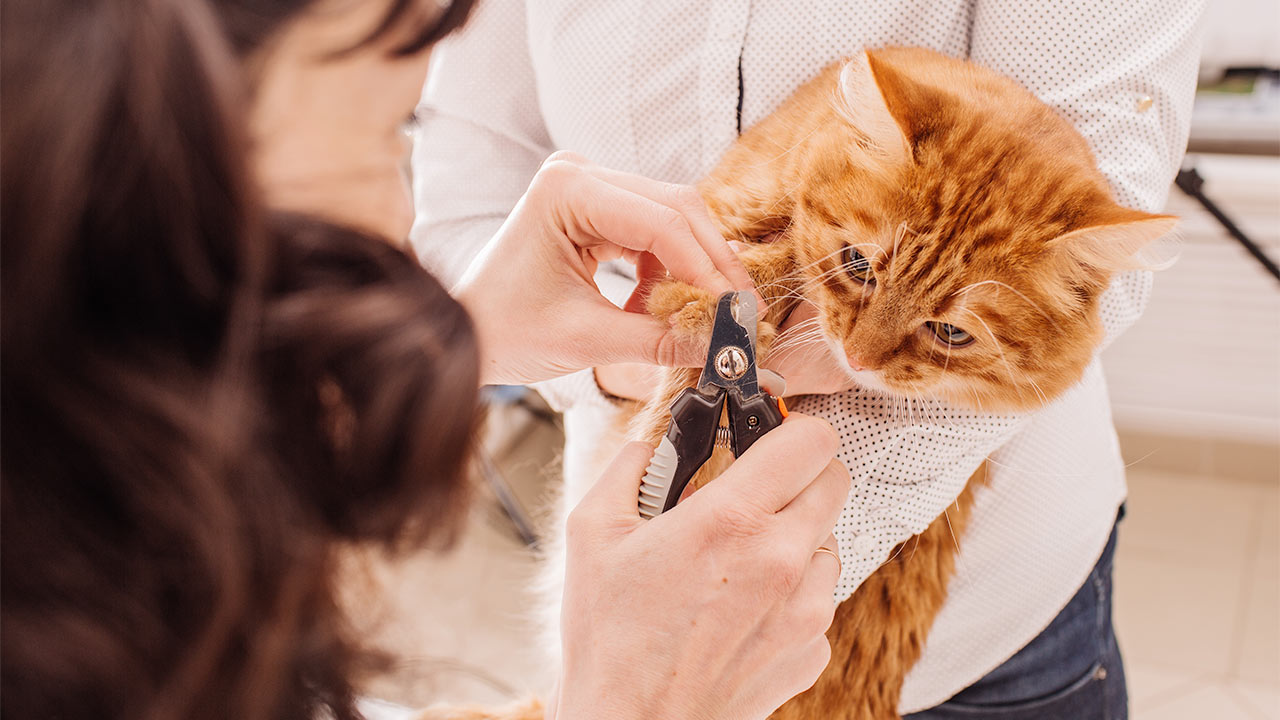 Pet Grooming Guide: Tips & Advice