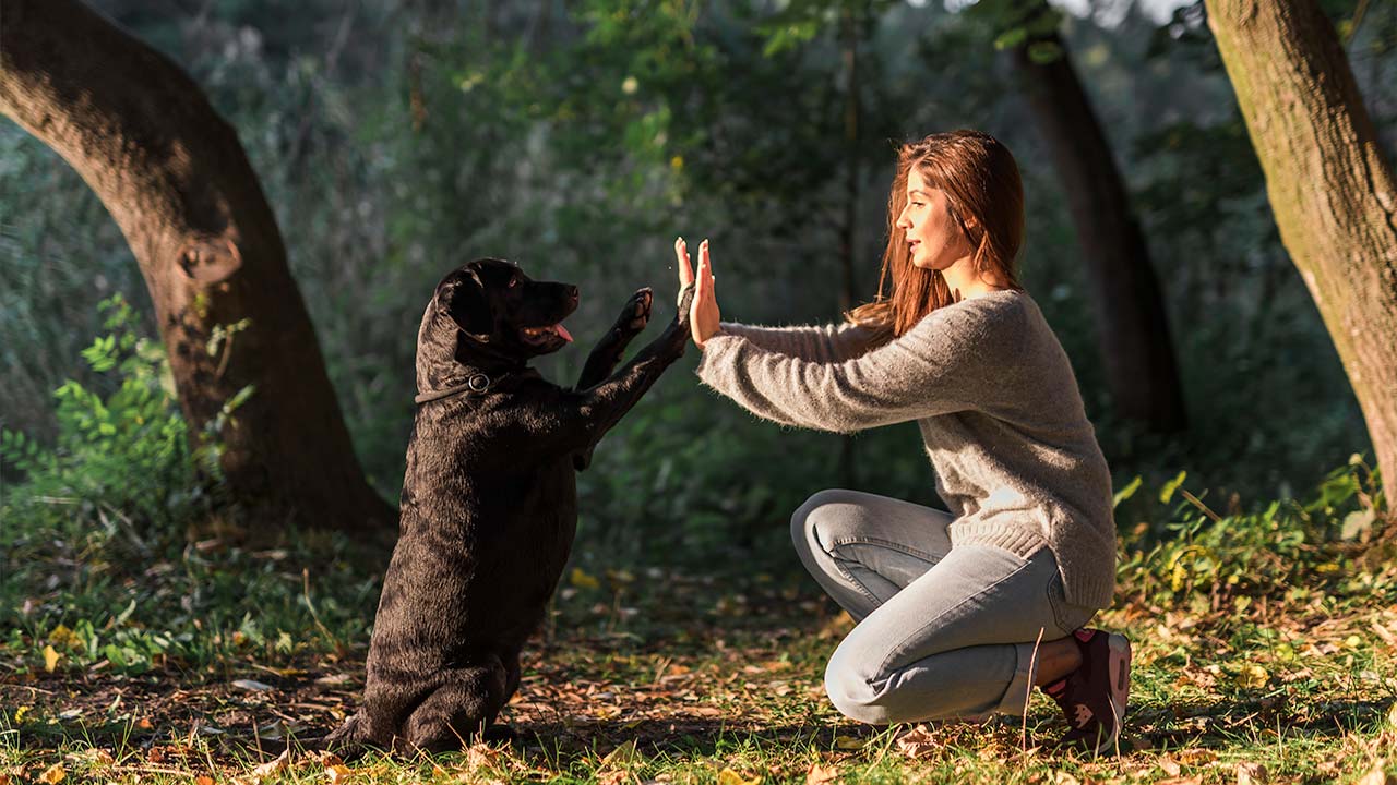 Pet Ownership: Tips for Every Pet Owner