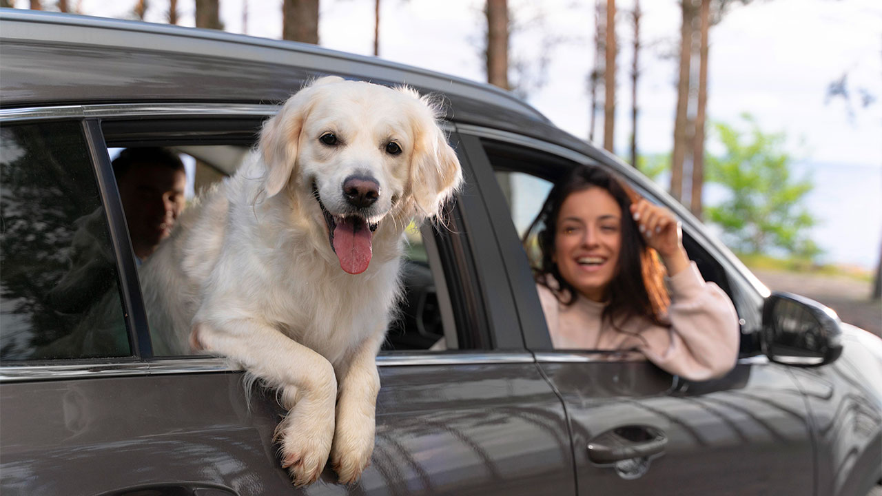 Tips for Travelling with Pets
