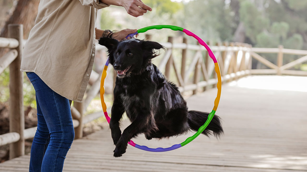 Learn About Pet Activities and exercises