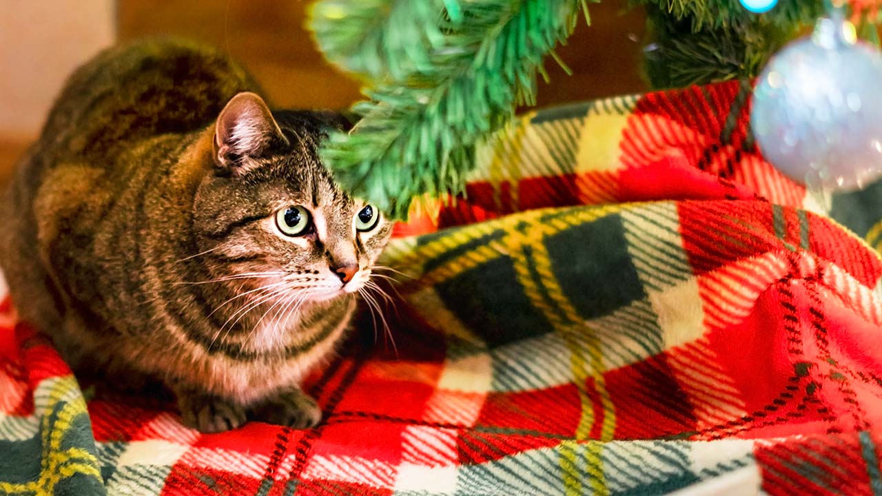 Celebrate Your Pet's Holiday