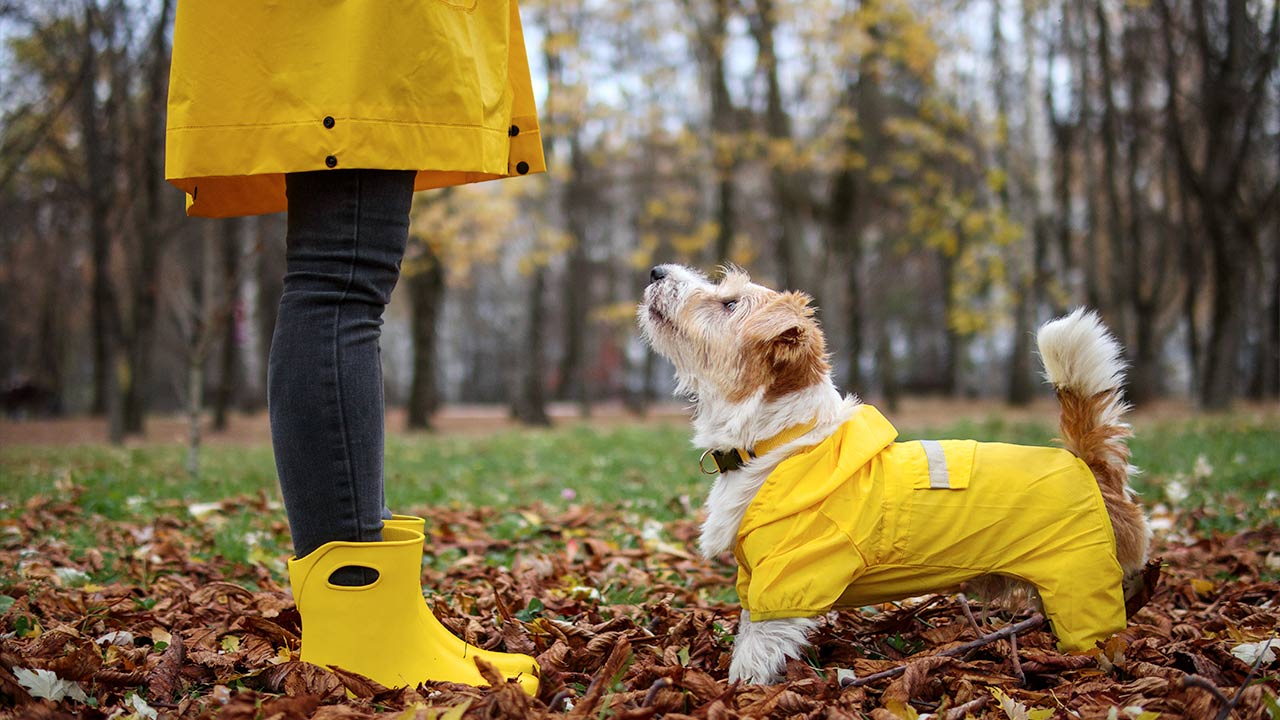 Pet Safety Tips For Every Season