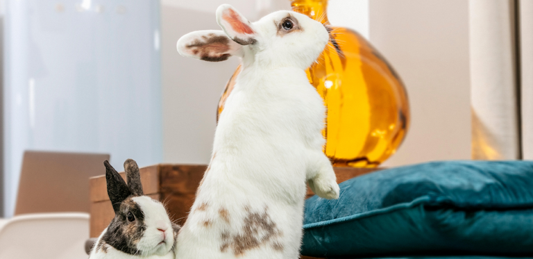 Rabbits enrichment