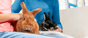 Rabbit on laps